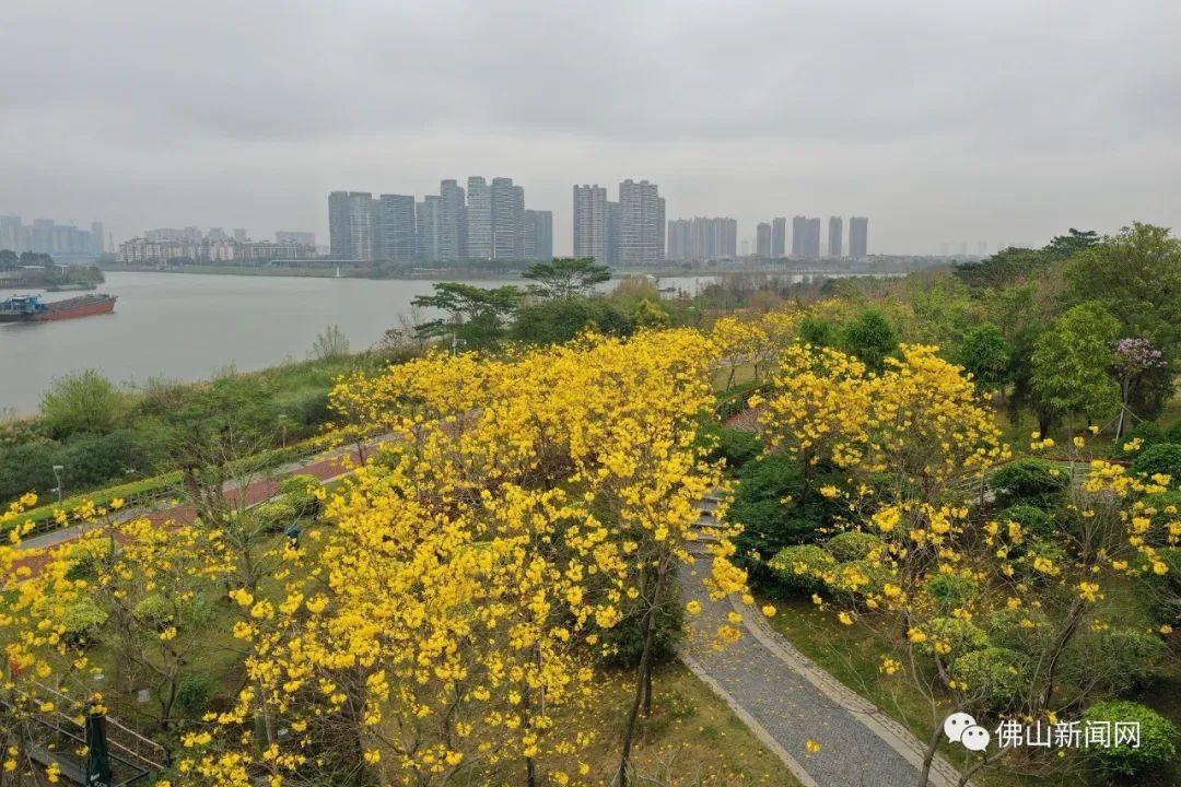 美爆了，佛山黄金风铃木绚烂绽放！花期短，多图带你赏→