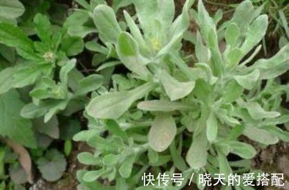 排毒|会吃的人更健康,常吃3物,促进排毒,滋养肌肤,还能保养子宫