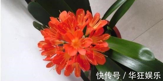 君子兰叶片长斑点这是在“求救”,这样处理,快速恢复生机