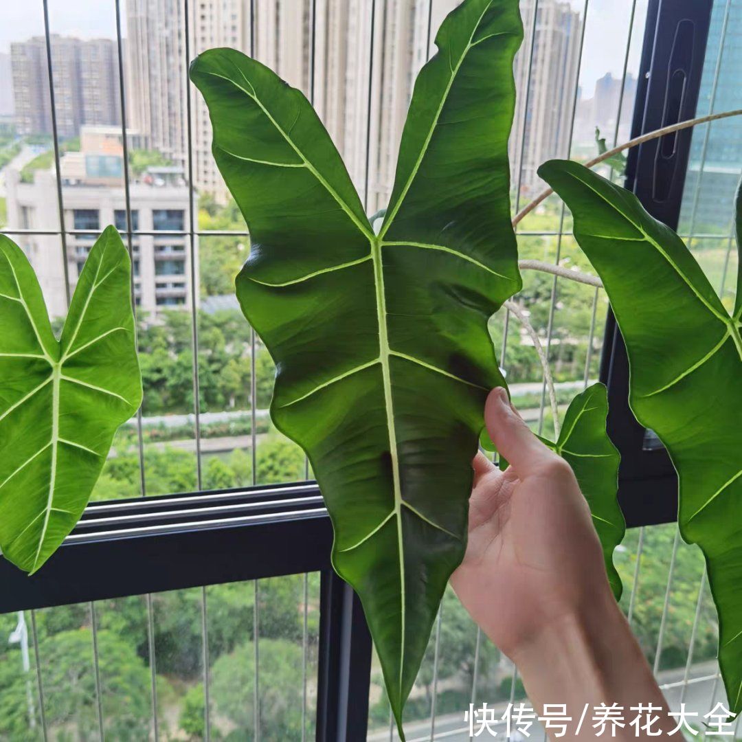琴叶榕|大叶子耐阴花，室内一定养，叶子比脸大，真凉快