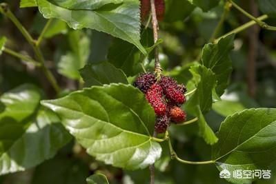 为什么现在有些人开始吃桑叶了,吃这个东西什么用
