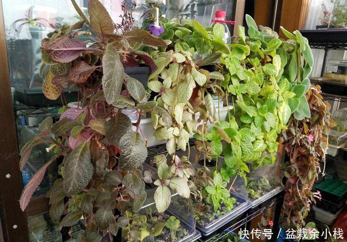 6种耐阴开花两不误的花，冬天养护也简单，开花很亮眼