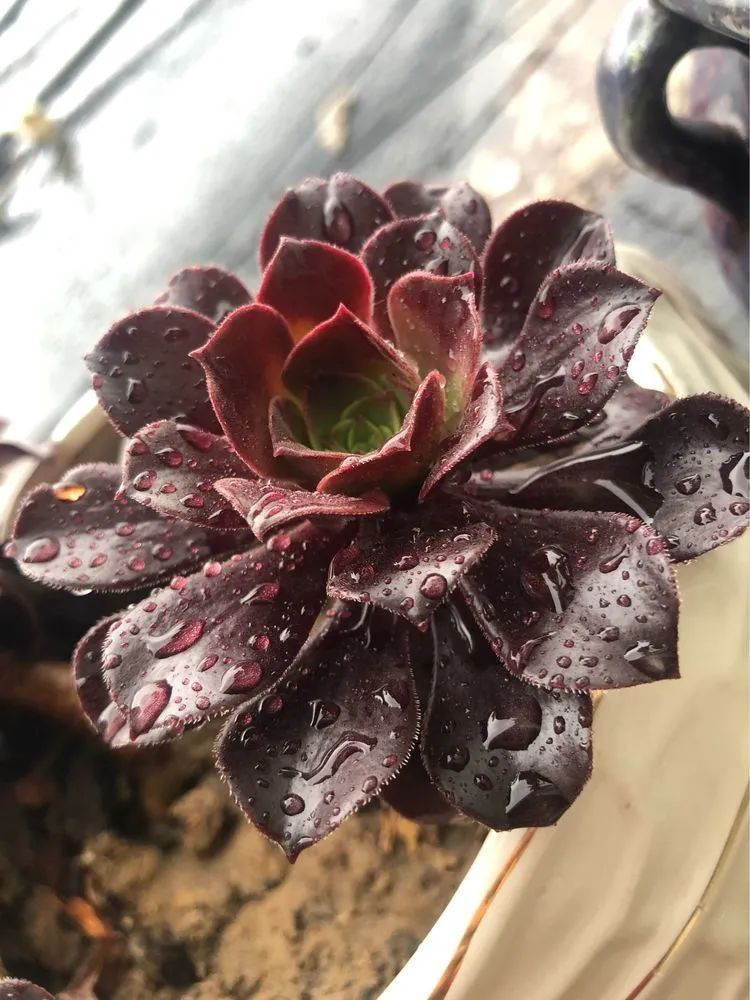 陪伴过我的都是心头肉！多肉陪我一路向前！