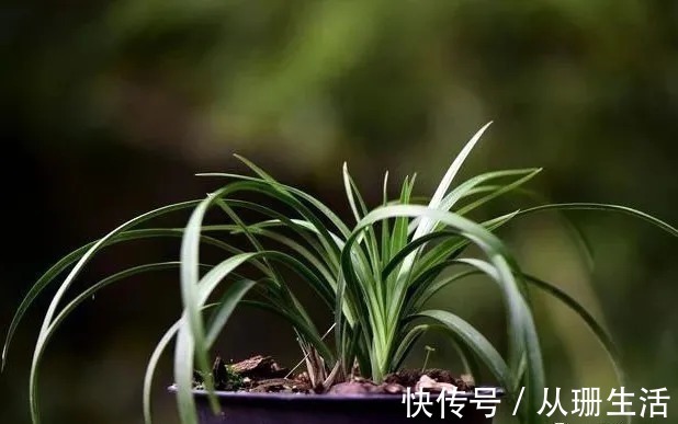 脱水|网购的兰花叶子脱水怎么办?两个细节决定成活率,操作很简单