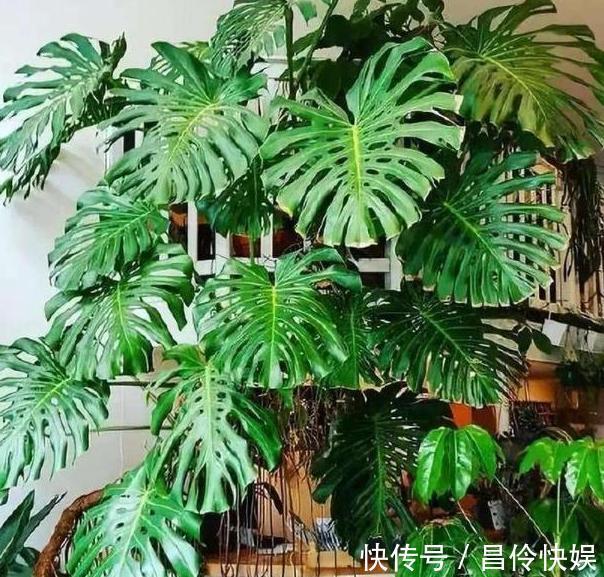 4种植物''爱喝酒''往培养土里倒点,植株蹭蹭疯长、轻易爆盆
