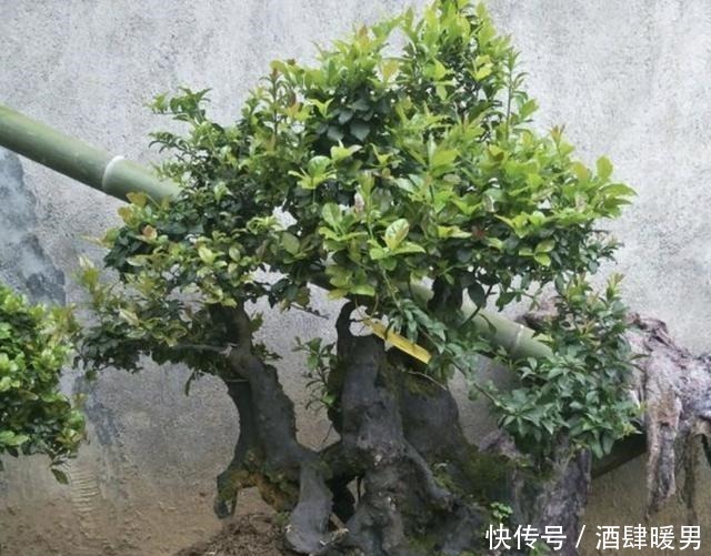 2种花卉很像“树”,不起眼,其实很“值钱”,种2棵“卖1万”!