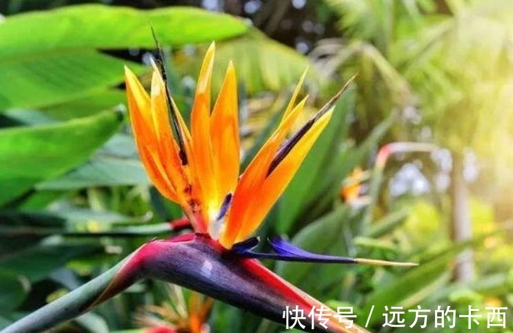 玉麒麟|4种花漂亮又好养，比牡丹好看，养上一盆四季欣赏，好养活还不贵