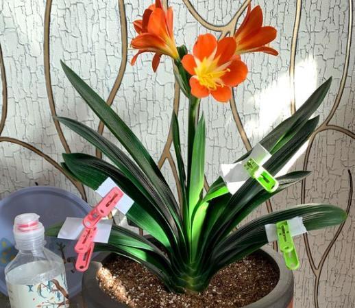 2种花,“再贵”也要养,客厅养“2盆”,“空气”都变好了,值