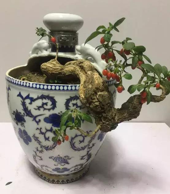 酒瓶外形好看就拿来当花盆,搭配文竹、吊兰、金枝玉叶,特美!