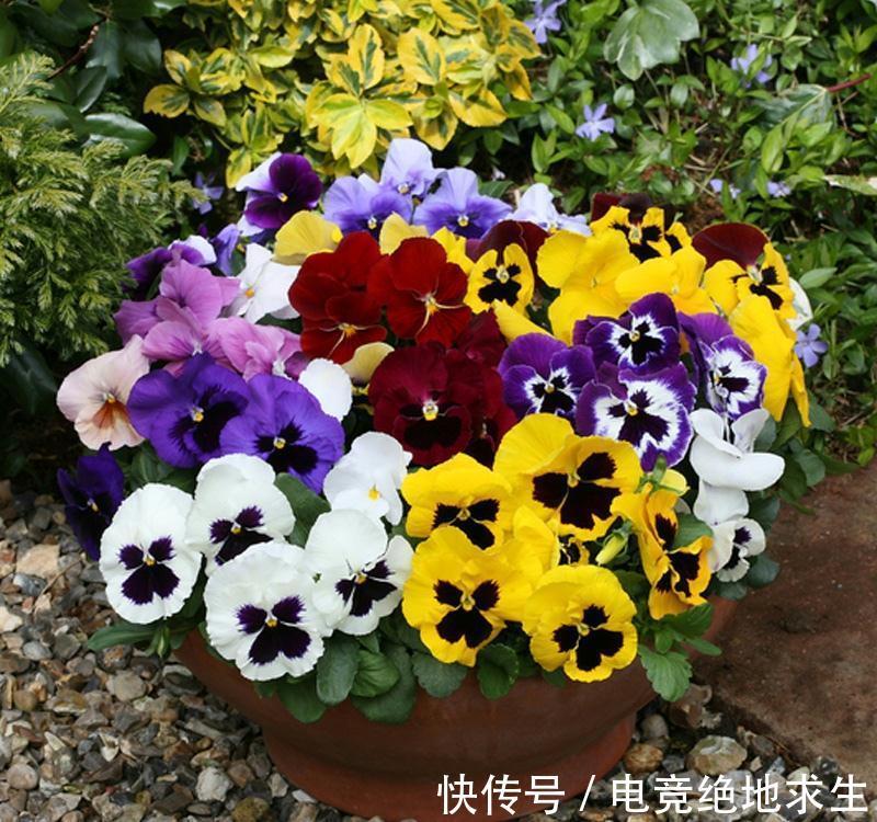 13种“漂亮花”,零下20度也冻不死它,大雪天依旧能开,又香又艳