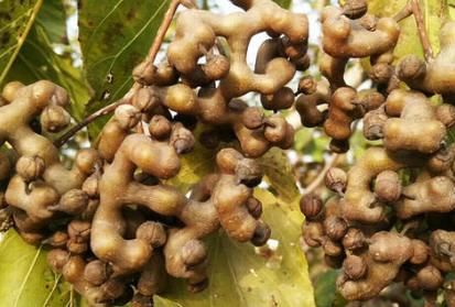 阻止|若有人无知砍“它”烧火，请及时阻止，因为当今价值极高，请重视