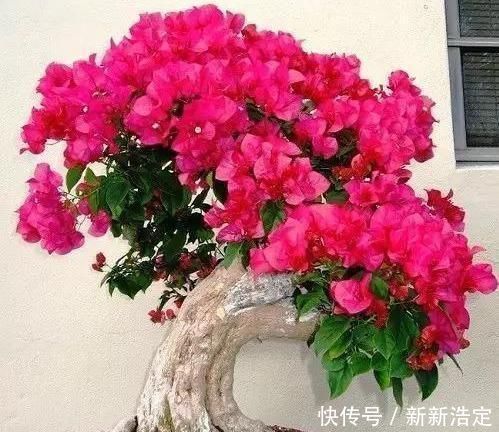 观赏价值|家里养3种花,时间一长容易成老桩盆景,还能当成传家宝!