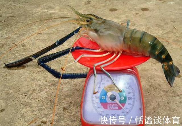 河虾|福建钓鱼人，闽江钓起罕见“巨虾”，身长近一米