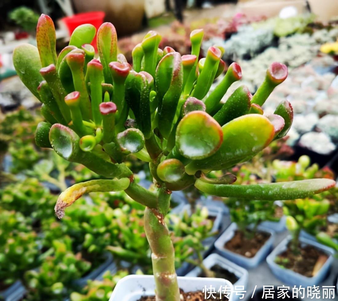 名叫|一种多肉名叫吸财树,叶形奇特还会变色,冬天用对方法还能爆盆