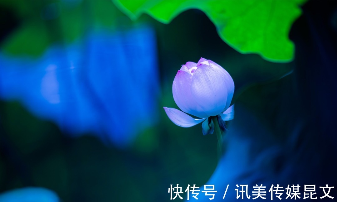 月色|荷花 明艳,十首有关荷花与月色的诗词,在月光里流溢荷香