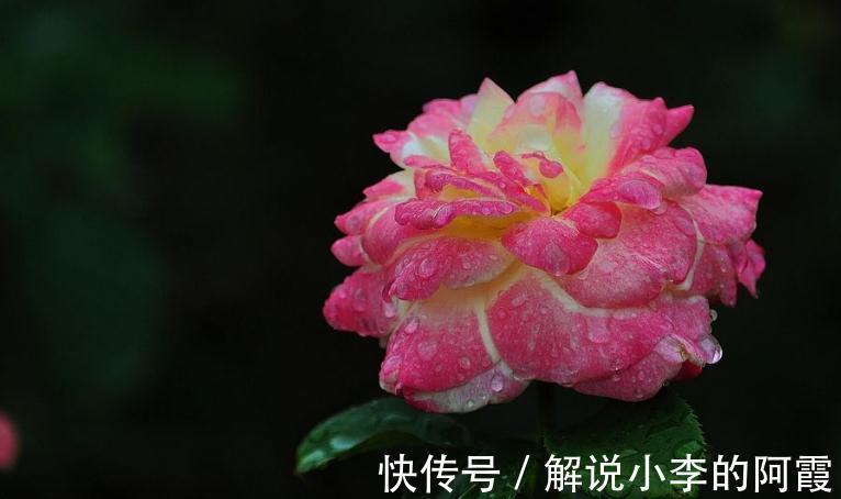 盆栽月季压条有哪些注意事项，怎样正确压条繁殖呢