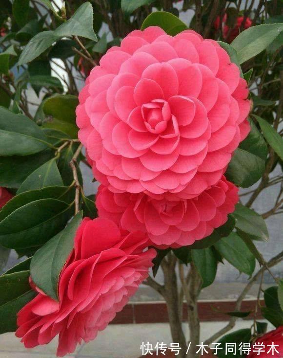 花卉|老人喜欢养的“3盆花”,花色鲜艳,好养易活,开花非常美