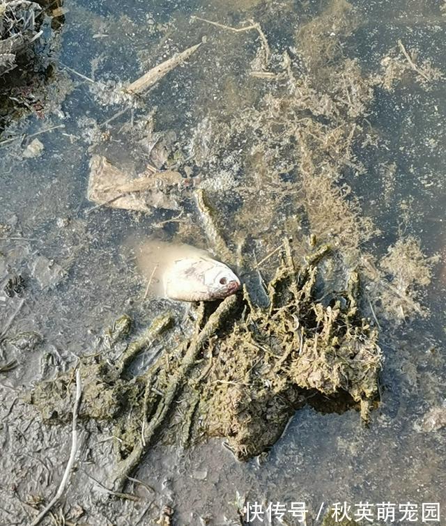 大鱼|南康一河道,夜晚大量河鱼靠岸,附近钓鱼人:好几斤的大鱼都有