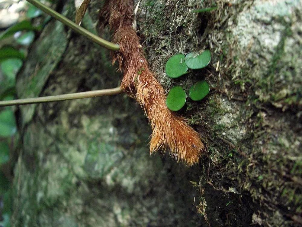 本草纲目拾遗|一种生姜,石头缝里才有,看到别随意挖,它是珍贵的“骨碎补”