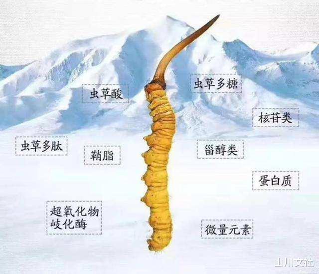 被称为“神药”的冬虫夏草，如何走下了神坛专家给出最好的解释