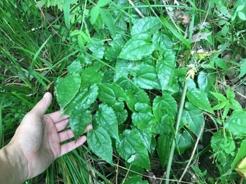 答应我:若见到这种叶片长有锯齿的植物,请此刻就要重视,别错过