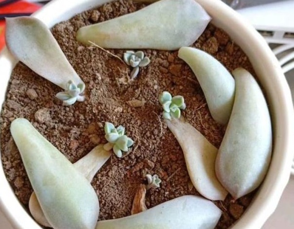 多肉不用买，摘下叶片放“土里”，生根发芽特别快，轻松长满盆！