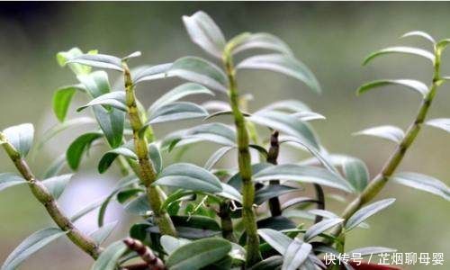 丑到当垃圾扔的盆栽,想不到竟价值过万,后悔哭都来不及了