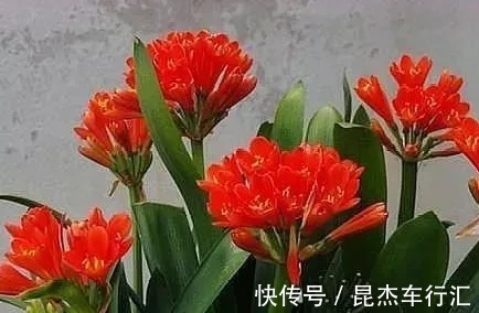 温差|君子兰迟迟不开花,就用这3招,一年开花两三次,年年开爆盆