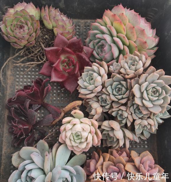 北方大面积降温,室外的多肉注意了,小心冻化水,赶紧罩起来