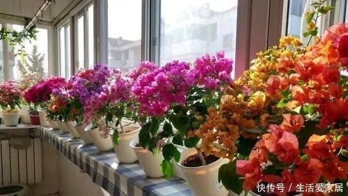 花海|4种漂亮花,一年四季花朵轮番开,天天都是花海,是阳台盆栽佳品