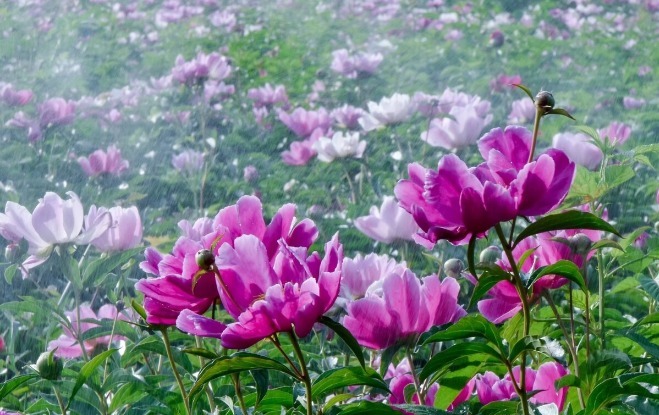 感恩|辛苦带孙,为什么儿女不知道感恩听听一个儿子内心的真实想法