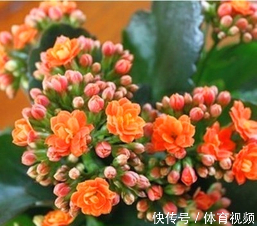 养长寿花不能“懒”,做好4要点,一茬接一茬开不停,尤其是第3点