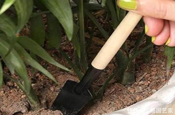 土壤|盆栽土结块怎么办?往土壤中掺杂3样东西,让花草根系越长越旺