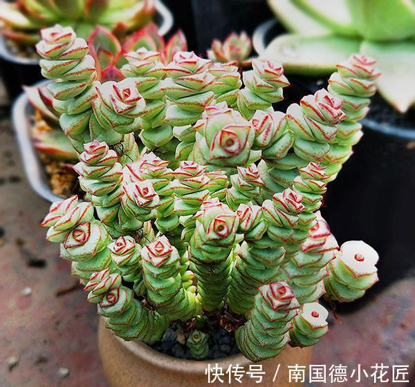 钱串子|3种花名字带“钱”寓意好，还是净化小能手，吉祥又健康