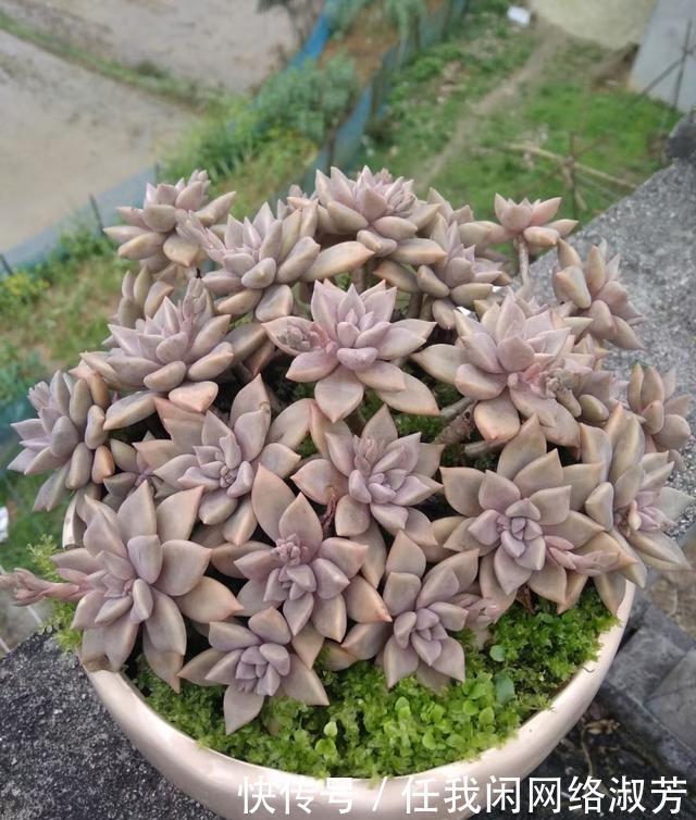 养多肉,不讲究,风风雨雨,依然安好