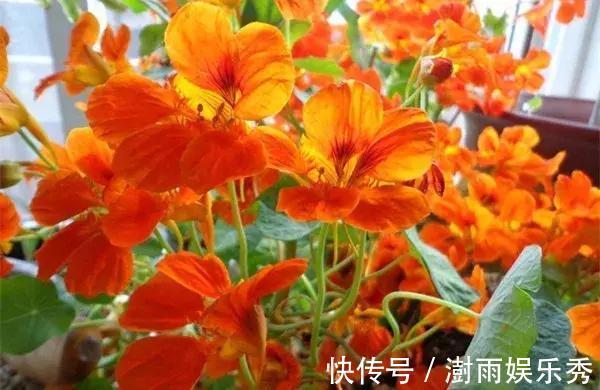 花朵|5种颜值最高的“垂吊花”，空中摇曳荡漾，宛如一幅画卷，太美了