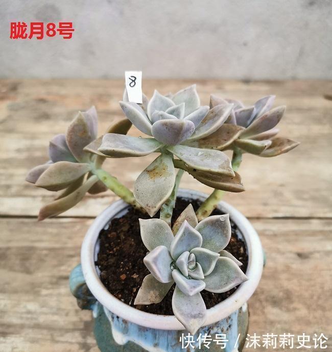 巧克力|多肉植物好养活的几个品种,菲欧娜这个季节还能有粉紫色很美