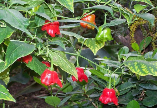 阳台种辣椒,1个油桶用处大!装满肥土,家里辣椒吃到秋天!