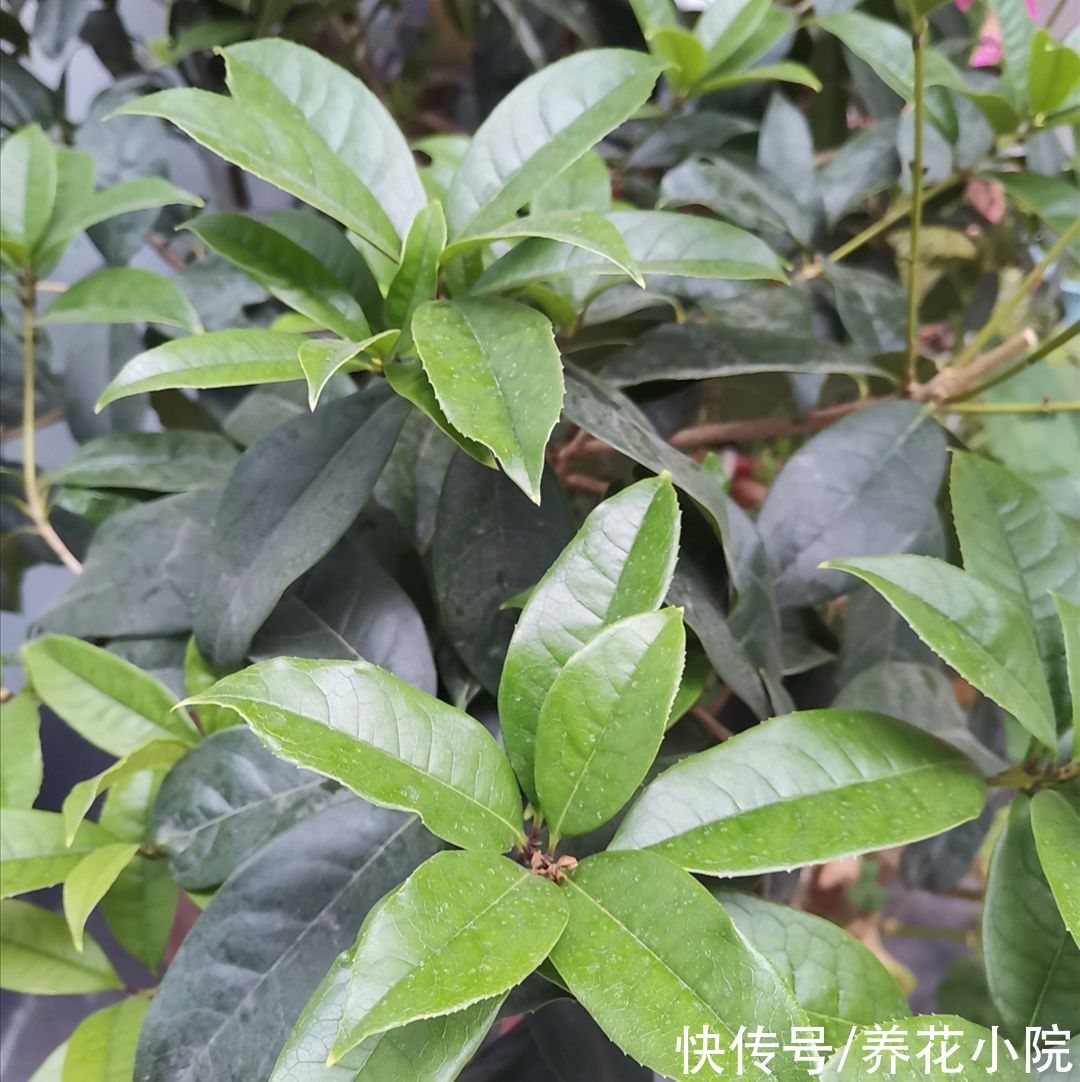 花芽|6月以后，3种花不能再修剪，否则花期开不了花