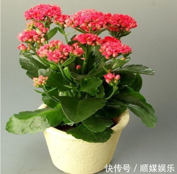 养好长寿花,这“2步”一定不能少,轻松开成大花球,花朵俊秀美