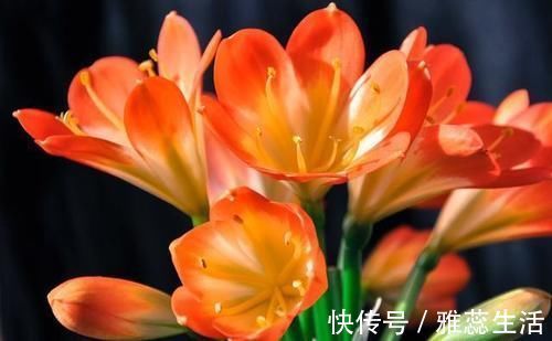 回事|君子兰养了快一年了,都没怎么变,连新叶都没有长一片,是怎么回事?