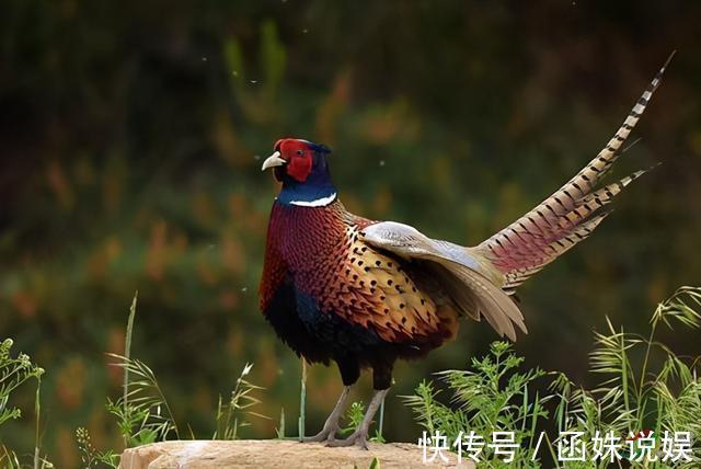 猪龙!神话传说中,有八种生灵可以化龙,蛇化龙、鱼化龙只是最常见的