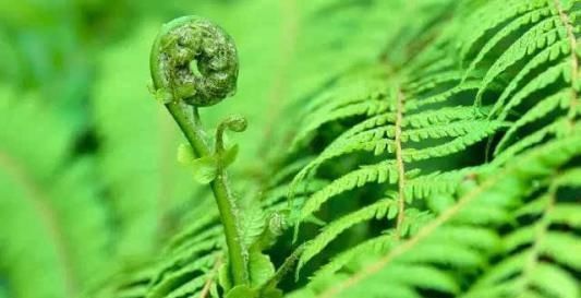 农村|此种“杂草”曾满山都是，被称为野菜之王，如今野生已难寻，可惜