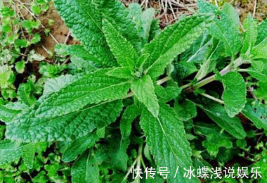 咳嗽|生长在农村的野草,长的虽丑,却可以止咳消炎,治咽炎,疗痔疮