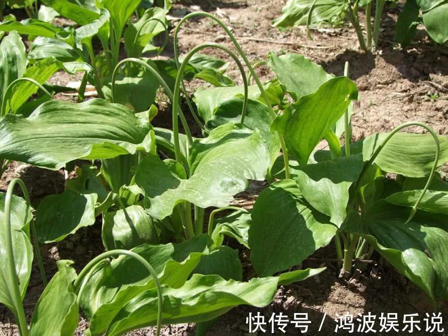 叶子|中国最好吃的6种极品野菜,你若是全吃过,请收下我的“膝盖”