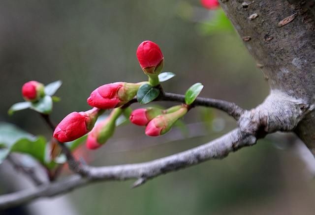 春花秋月|鹧鸪天 14首:细雨晨曦润海棠，鹧鸪一唱引思长