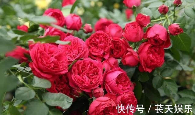 超级耐热月季花,花形硕大艳红,暴晒更艳更旺盛,四季开花易爆盆