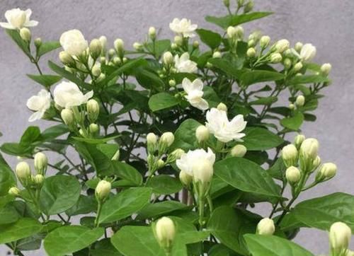 最厉害的养花营养液：给茉莉花喝一勺，叶片翠绿，开出层叠群花