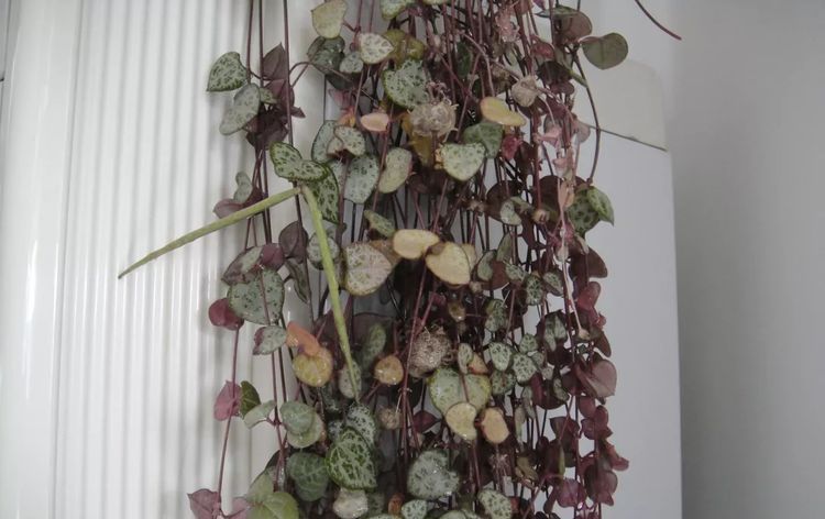 这种多肉吊起来养,所谓像一串串葡萄一样,美爆了