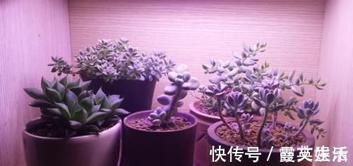 家里光照不好又想养花很纠结?此3个方法好用又实在,圆你养花梦